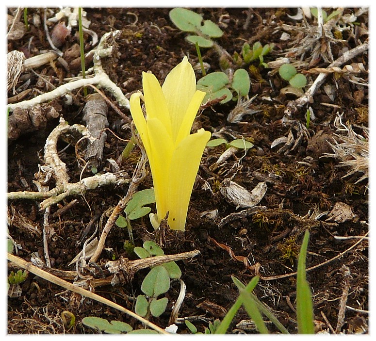 Sternbergia colchiciflora / Zafferanastro appenninico